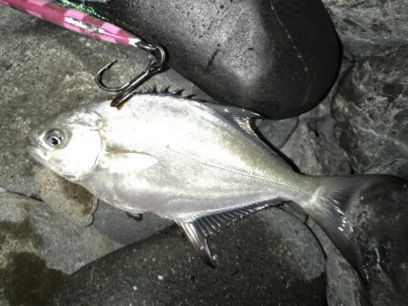 焼津河口周辺で　ハゼ釣りカサゴも釣れました